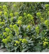 Euphorbia amygdaloides 'Robbiae' - mliečnik mandľovitý 'Robbiae'