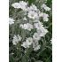 Cerastium tomentosum - rožec plstnatý