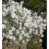Cerastium tomentosum - rožec plstnatý