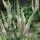 Cimicifuga racemosa - ploštičník (syn. Actae racemosa)