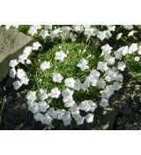 Dianthus gratianopolitanus ' La Bourboule White' - klinček sivý ' La Bourboule White'