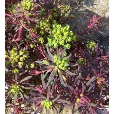 Euphorbia cyparissias 'Fens Ruby' - mliečnik chvojkový 'Fens Ruby'