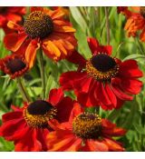 Helenium autumnale 'Red Army' - helénium jesenné 'Red Army'