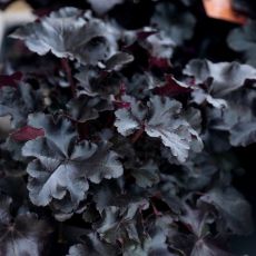 Heuchera × hybrida 'Black Pearl'