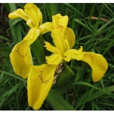Iris pseudacorus - kosatec žltý