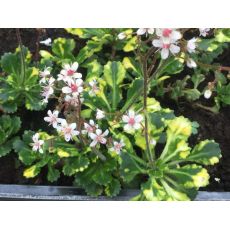 Saxifraga × urbium 'Aureopunctata' - lomikameň  'Aureopunctata'