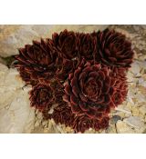 Sempervivum - skalnica (skalná ruža)