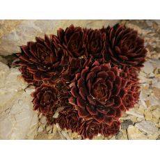 Sempervivum - skalnica (skalná ruža)