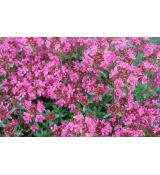 Thymus serpyllum 'Pink Chintz' - dúška 'Pink Chintz'