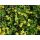 Waldsteinia ternata - waldštajnka trojpočetná