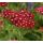 Achillea millefolium 'Petra' - rebríček obyčajný 'Petra'