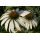 Echinacea purpurea 'White Swan' - echinacea purpurová 'White Swan'