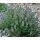 Thymus vulgaris 'Precompa'- dúška tymiánová (tymián) 'Precompa'