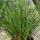 Carex howardii 'Phoenix Green' - ostrica 'Phoenix Green'
