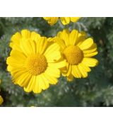 Anthemis marschaliana - ruman