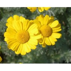 Anthemis marschaliana - ruman