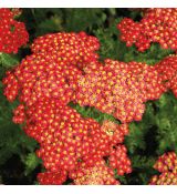 Achillea millefolium 'Paprika - rebríček obyčajný 'Paprika'