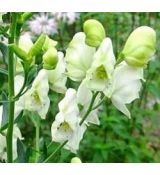 Aconitum napellus 'Album' - prilbica  'Album'