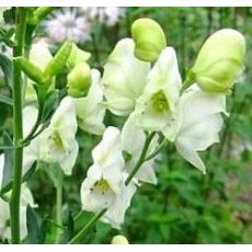 Aconitum napellus 'Album' - prilbica  'Album'