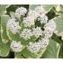Aegopodon podagraria 'Variegatum' - kozonoha hostcová 'Variegatum'