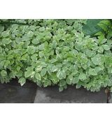 Aegopodon podagraria 'Variegatum' - kozonoha hostcová 'Variegatum'
