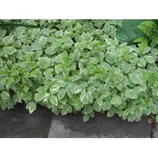 Aegopodon podagraria 'Variegatum' - kozonoha hostcová 'Variegatum'