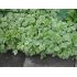 Aegopodon podagraria 'Variegatum' - kozonoha hostcová 'Variegatum'