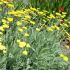 Achillea filipendulina 'Coronation Gold' - rebríček túžobníkový  'Coronation Gold'