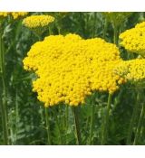 Achillea filipendulina 'Coronation Gold' - rebríček túžobníkový  'Coronation Gold'