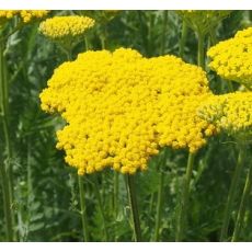 Achillea filipendulina 'Coronation Gold' - rebríček túžobníkový  'Coronation Gold'