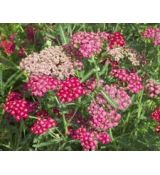 Achillea millefolium 'Cerise Queen' - rebríček obyčajný 'Cerise Queen'