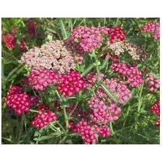 Achillea millefolium 'Cerise Queen' - rebríček obyčajný 'Cerise Queen'