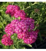 Achillea millefolium 'Heidi' - rebríček obyčajný 'Heidi'