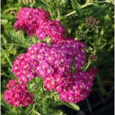 Achillea millefolium 'Heidi' - rebríček obyčajný 'Heidi'