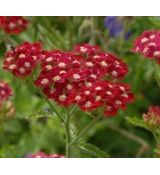 Achillea millefolium 'Petra' - rebríček obyčajný 'Petra'