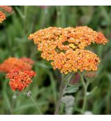 Achillea millefolium 'Terracotta' - rebríček obyčajný 'Terracotta'