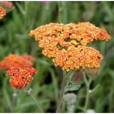 Achillea millefolium 'Terracotta' - rebríček obyčajný 'Terracotta'