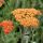 Achillea millefolium 'Terracotta' - rebríček obyčajný 'Terracotta'