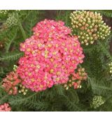 Achillea millefolium 'Wesersandstein' - rebríček obyčajný 'Wesersandstein'