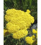 Achillea 'Moonshine' - rebríček 'Moonshine'