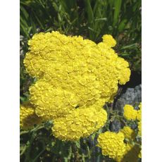 Achillea 'Moonshine' - rebríček 'Moonshine'