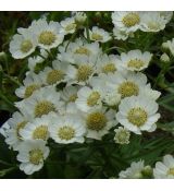 Achillea ptarmica 'Nana' - rebríček bertrámový 'Nana'