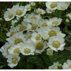 Achillea ptarmica 'Nana'  - rebríček bertrámový 'Nana'