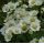 Achillea ptarmica 'Nana'  - rebríček bertrámový 'Nana'