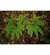 Adiantum pedatum 'Imbricatum' - adiant 'Imbricatum'