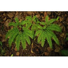 Adiantum pedatum 'Imbricatum' - adiant 'Imbricatum'