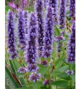 Agastache 'Black Adder'