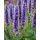 Agastache 'Black Adder'