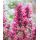 Agastache 'Morello'