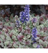 Ajuga reptans 'Burgundy Glow' - zbehovec plazivý 'Burgundy Glow'